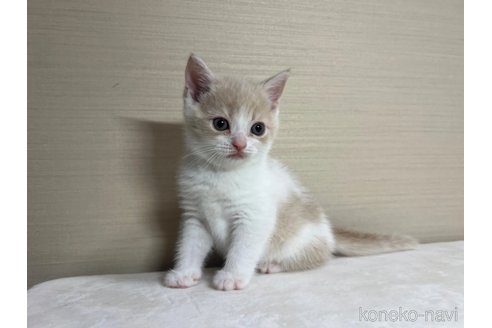 成約済の茨城県のスコティッシュフォールド-84716の5枚目